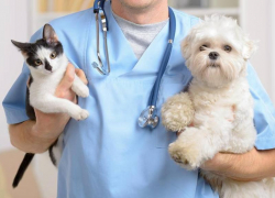 В ветеринарной лечебнице Морозовского района пройдет день льготной стерилизации кошек и собак