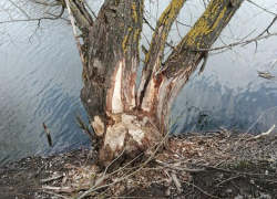 Бобр погрыз большие деревья на реке Быстрой