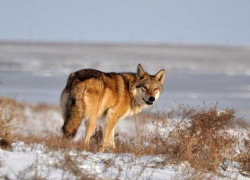 198 волков и 526 шакалов разрешено добыть донским охотникам в 2020 году