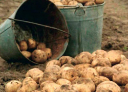 Морозовчан ожидает гигантский скачок цен на картофель