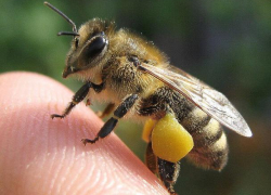 Пчеловод из Морозовска на видео показал, как давать лекарство пчелам