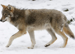 227 волков и 537 шакалов будут уничтожены в Ростовской области в 2019 году