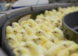 305 миллионов рублей направят на субсидии производителям мяса птицы и кроликов на Дону
