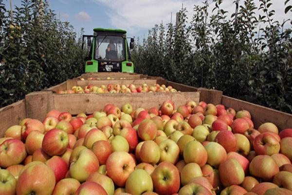 Около 4-х тонн санкционных фруктов уничтожили в Ростовской области