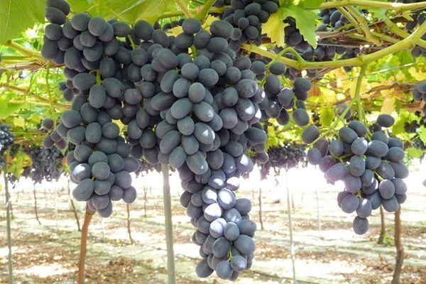 Аграриев Морозовского района призвали выращивать виноград