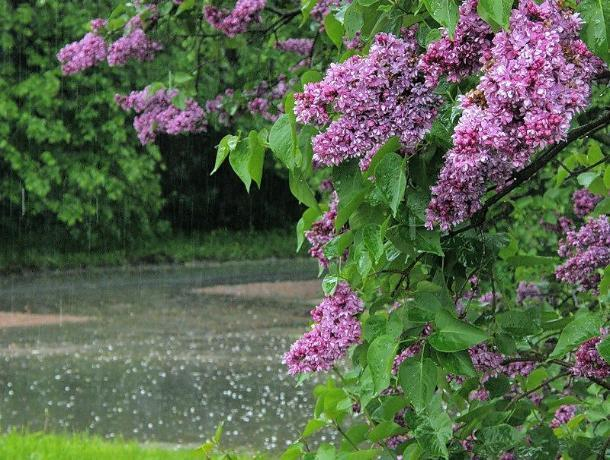Небольшой дождь ожидается в Морозовске в первой половине дня 10 мая