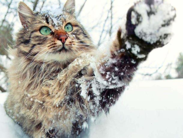 Доставайте люди шубы, в Морозовск приходит настоящая зима