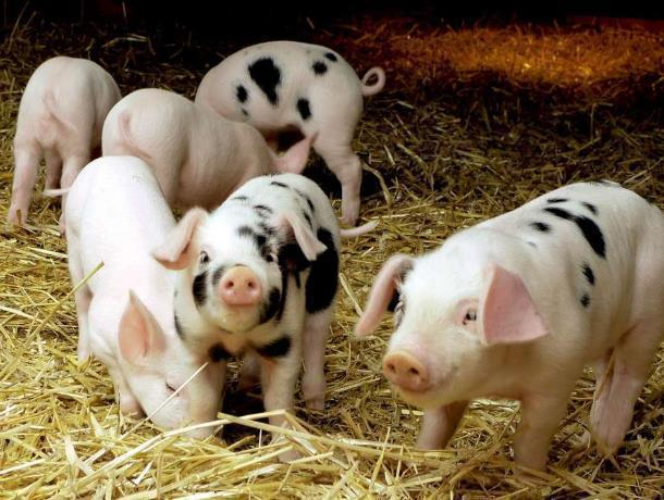 Африканскую чуму свиней второй раз за осень нашли в Морозовском районе