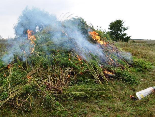 Около тонны дикорастущей конопли выкосили и сожгли в хуторе Семеновка