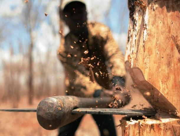 Условный срок получил мужчина за пущенные на дрова деревья в Милютинском районе