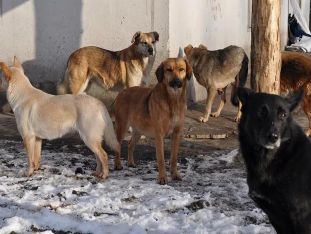 40 собак вывезли специалисты по отлову животных из Морозовска в начале марта