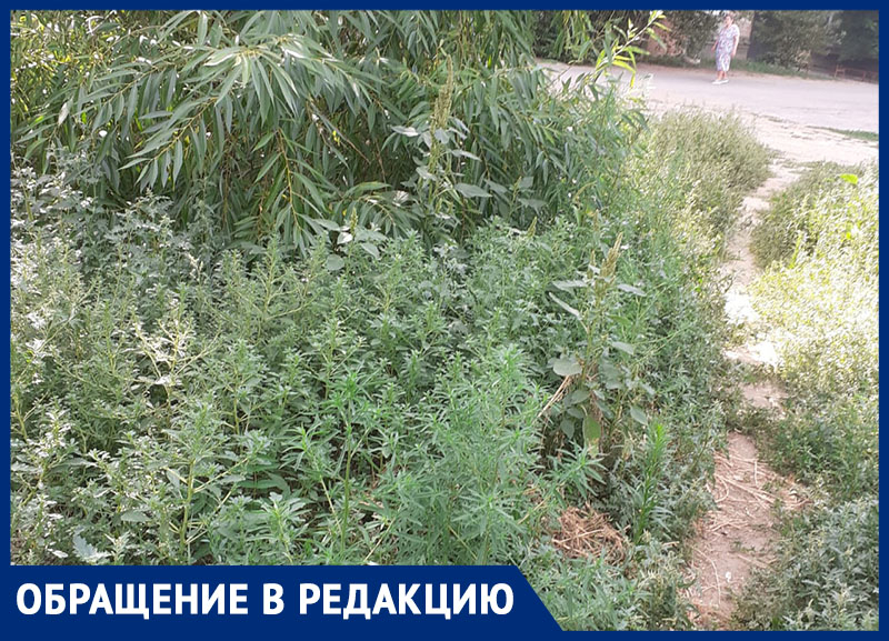 Так и не покосили: жительница дома 126 на улице Кирова возмутилась, что двор зарос травой