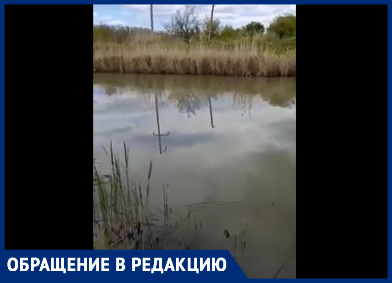 Серо-зеленая вода и вонь: председатель СНТ «Заря» в Морозовске снял на видео реку Быструю
